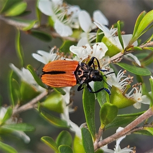 Castiarina erythroptera at Bombay, NSW - 23 Nov 2024