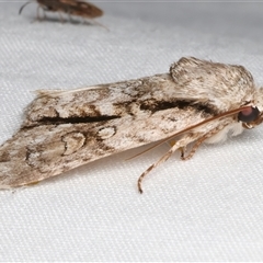 Fascionycta fasciata at Bulli, NSW - 23 Nov 2024