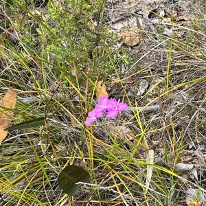 Thysanotus tuberosus subsp. tuberosus at Tharwa, ACT - 24 Nov 2024