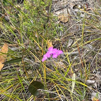 Thysanotus tuberosus subsp. tuberosus at Tharwa, ACT - 23 Nov 2024 by courtneyb