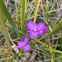 Thysanotus tuberosus subsp. tuberosus at Tharwa, ACT - 24 Nov 2024