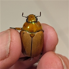 Anoplognathus brunnipennis (Green-tailed Christmas beetle) at Kambah, ACT - 23 Nov 2024 by HelenCross