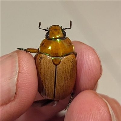 Anoplognathus brunnipennis (Green-tailed Christmas beetle) at Kambah, ACT - 23 Nov 2024 by HelenCross