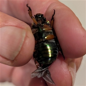 Anoplognathus brunnipennis at Kambah, ACT - 23 Nov 2024