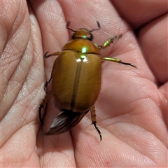 Anoplognathus brunnipennis at Kambah, ACT - 23 Nov 2024