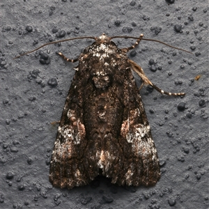 Aedia leucomelas acronyctoides at Bulli, NSW - 23 Nov 2024 08:06 PM