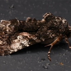 Aedia leucomelas acronyctoides at Bulli, NSW - 23 Nov 2024