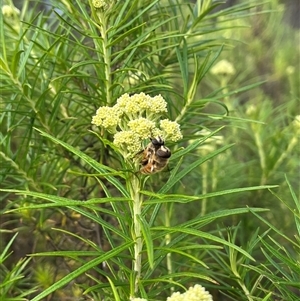 Eristalis tenax (Drone fly) at Tharwa, ACT by courtneyb