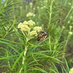 Eristalis tenax at Tharwa, ACT - 24 Nov 2024 09:34 AM