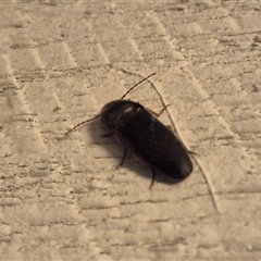 Unidentified Click beetle (Elateridae) at Bungendore, NSW - 23 Nov 2024 by clarehoneydove