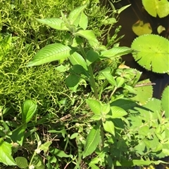 Ludwigia octovalvis (willow primrose) at Parramatta Park, QLD - 2 Nov 2024 by JasonPStewartNMsnc2016