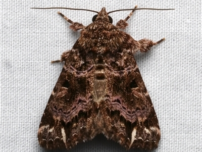 Callopistria rivularis (Coastal Fern Moth) at Bulli, NSW - 23 Nov 2024 by jb2602