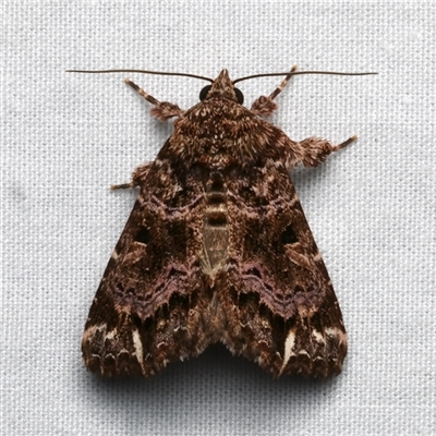 Callopistria rivularis (Coastal Fern Moth) at Bulli, NSW - 23 Nov 2024 by jb2602