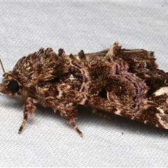 Callopistria rivularis at Bulli, NSW - 23 Nov 2024 08:02 PM