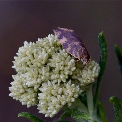 Garrha (genus) at Gundary, NSW - 17 Nov 2024 by KorinneM