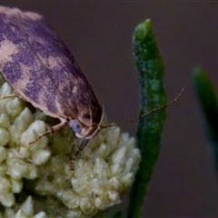 Garrha costimacula at Gundary, NSW - 17 Nov 2024 02:05 PM