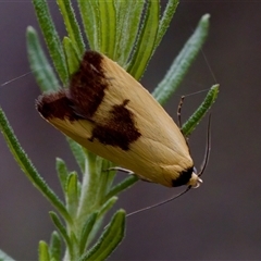 Ageletha hemiteles (Webbing Moth (Wingia group)) at Gundary, NSW - 17 Nov 2024 by KorinneM