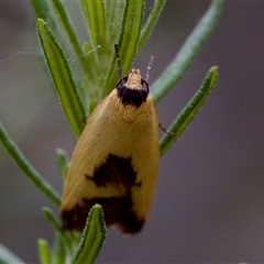 Ageletha hemiteles at Gundary, NSW - 17 Nov 2024