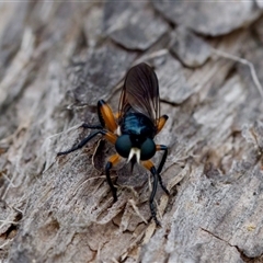 Laphria rufifemorata (Yellow-legged Blue Robber Fly) at Gundary, NSW - 17 Nov 2024 by KorinneM