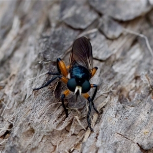 Laphria rufifemorata at Gundary, NSW - 17 Nov 2024