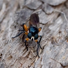 Laphria rufifemorata at Gundary, NSW - 17 Nov 2024