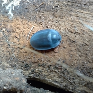 Pterohelaeus sp. (genus) (Pie-dish beetle) at Evatt, ACT by rbannister