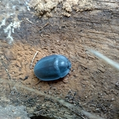 Pterohelaeus piceus at Evatt, ACT - suppressed