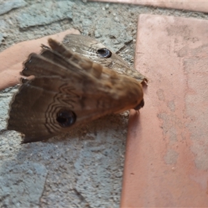 Dasypodia selenophora (Southern old lady moth) at Evatt, ACT by rbannister