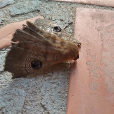 Dasypodia selenophora at Evatt, ACT - 14 Nov 2024 by rbannister