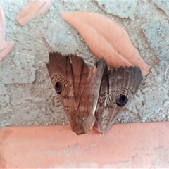 Dasypodia selenophora at Evatt, ACT - 14 Nov 2024