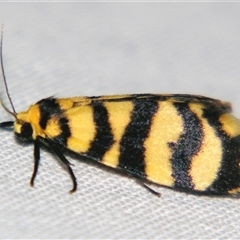 Chiriphe equidistans (A Tiger moth) at Sheldon, QLD - 14 Mar 2008 by PJH123