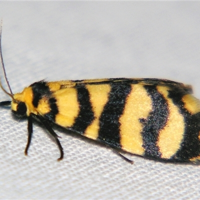 Chiriphe equidistans (A Tiger moth) at Sheldon, QLD - 14 Mar 2008 by PJH123