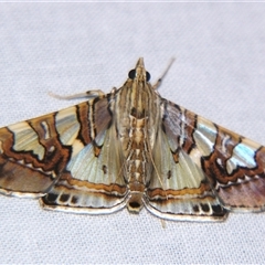 Glyphodes cosmarcha (Spilomelinae) at Sheldon, QLD - 14 Mar 2008 by PJH123