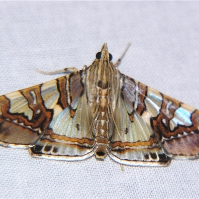 Glyphodes cosmarcha (Spilomelinae) at Sheldon, QLD - 14 Mar 2008 by PJH123