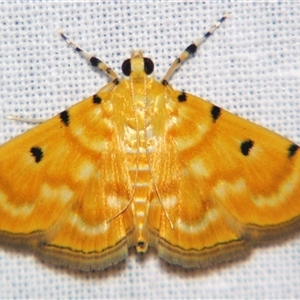 Notarcha aurolinealis (A Crambid moth (Spilomelinae)) at Sheldon, QLD by PJH123