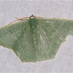 Pelagodes veraria (A Geometer moth (Geometrinae)) at Sheldon, QLD - 14 Mar 2008 by PJH123