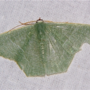 Pelagodes veraria (A Geometer moth (Geometrinae)) at Sheldon, QLD by PJH123