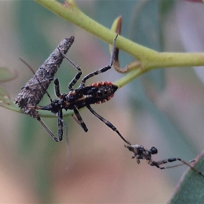 Pristhesancus plagipennis (Common Assassin Bug, Bee Killer Assassin Bug) at Manar, NSW - 22 Nov 2024 by clarehoneydove