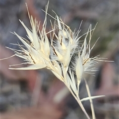 Rytidosperma sp. (Wallaby Grass) at Hawker, ACT - 24 Nov 2024 by sangio7