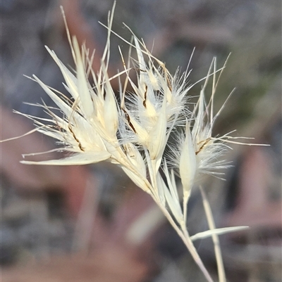 Rytidosperma (genus) (Wallaby Grass) at Hawker, ACT - 24 Nov 2024 by sangio7