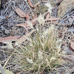 Rytidosperma sp. at Hawker, ACT - 24 Nov 2024