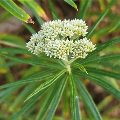 Cassinia longifolia at Hawker, ACT - 23 Nov 2024 by sangio7