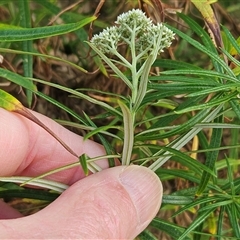 Cassinia longifolia at Hawker, ACT - 24 Nov 2024