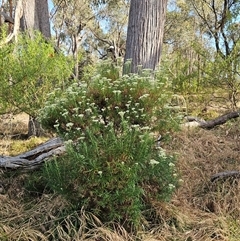 Cassinia longifolia at Hawker, ACT - 24 Nov 2024