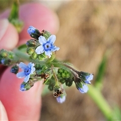 Cynoglossum australe at Hawker, ACT - 23 Nov 2024 by sangio7