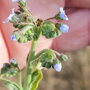 Cynoglossum australe at Hawker, ACT - 24 Nov 2024 07:39 AM