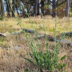 Cynoglossum australe at Hawker, ACT - 24 Nov 2024 07:39 AM