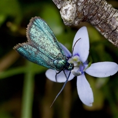 Pollanisus (genus) (A Forester Moth) at Gundary, NSW - 17 Nov 2024 by KorinneM