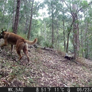 Canis lupus (Dingo / Wild Dog) at Pappinbarra, NSW by jonvanbeest