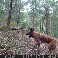 Canis lupus at Pappinbarra, NSW - 23 Jun 2024 03:30 PM